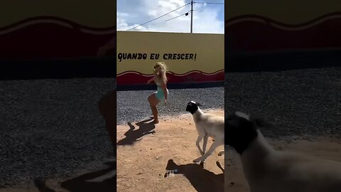 funny animals compilation #funnyanimals #animals #pets #shorts