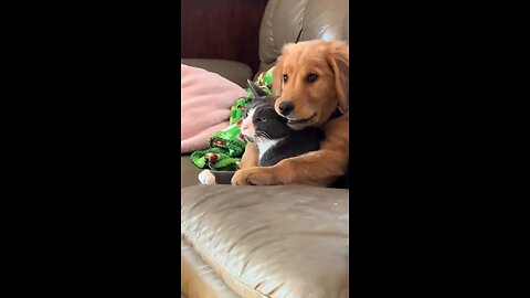 Funny Dogs & Cats 😂 | Cute Pet Shorts Compilation 2025