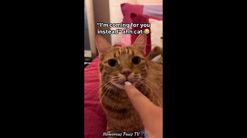 Animal Bloopers You Can't Unsee!