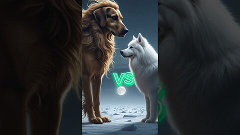 Afghan Hound vs. Samoyed vs. (Siberian Husky, Border Collie, Golden Retriever, Poodle, Dalmatian).