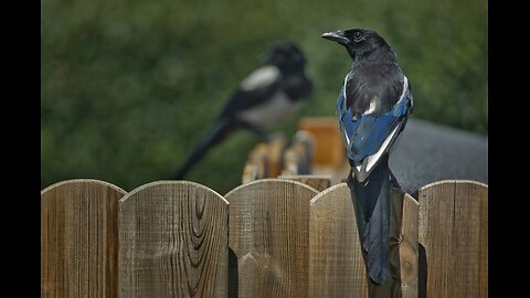 magpie