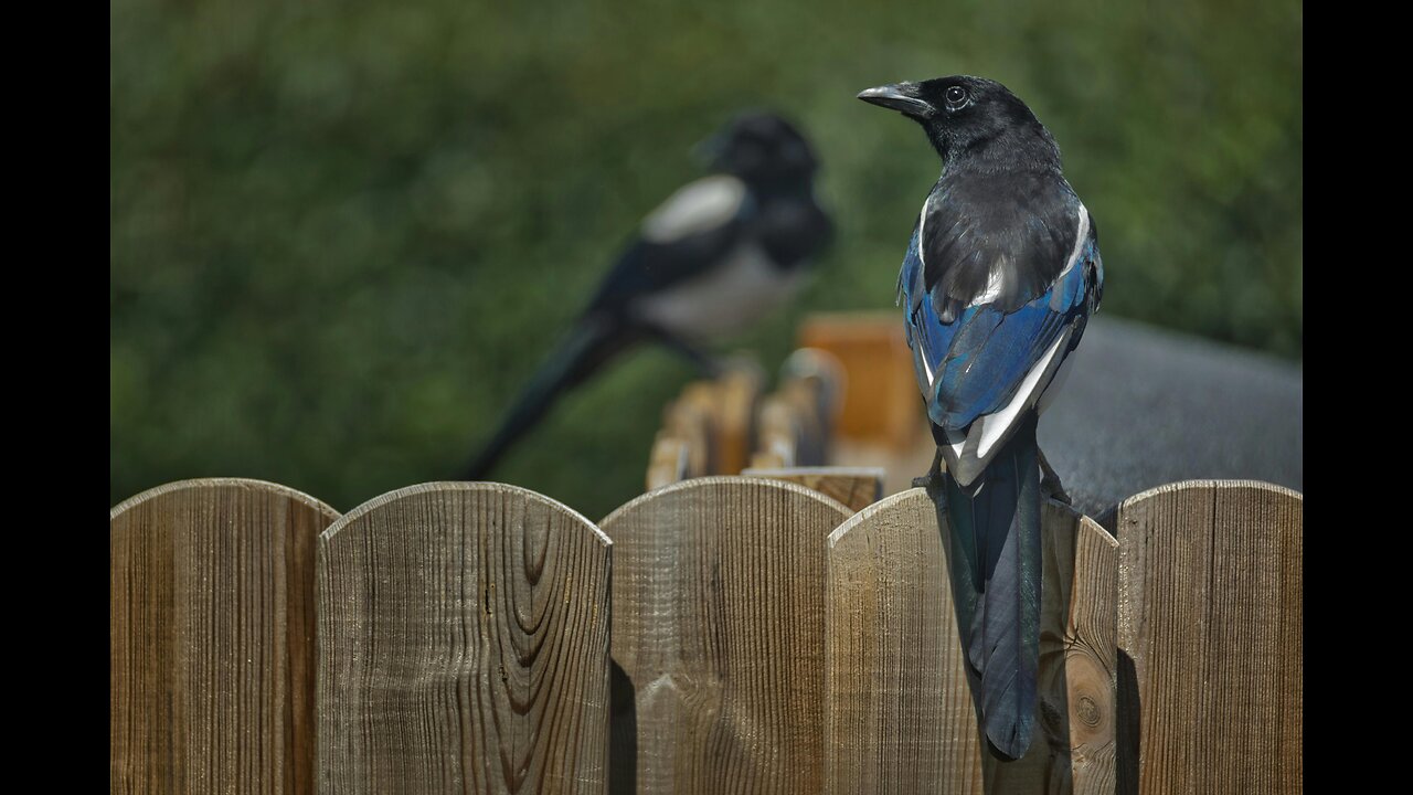 magpie
