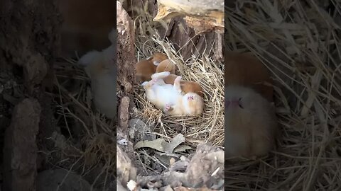 The little rabbit sleeps in a tree hole. The cute pet debut plan. The rabbit. The pastoral cute