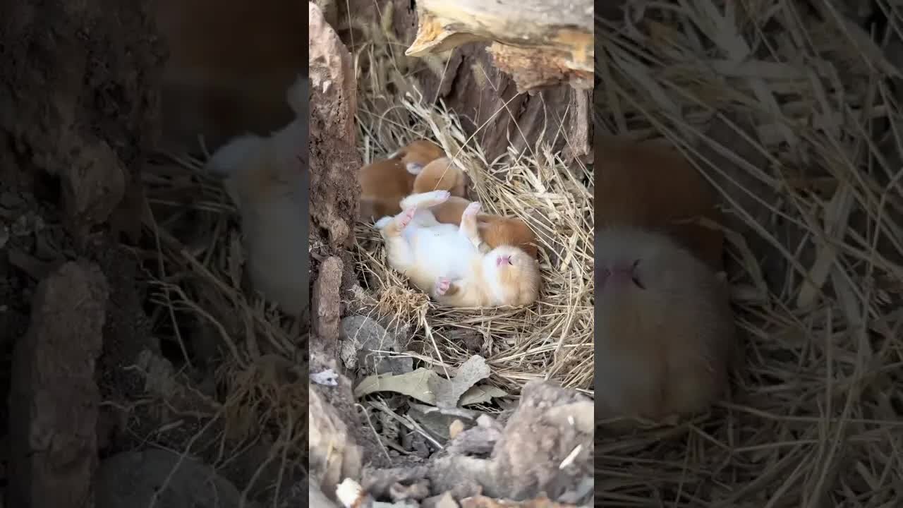 The little rabbit sleeps in a tree hole. The cute pet debut plan. The rabbit. The pastoral cute