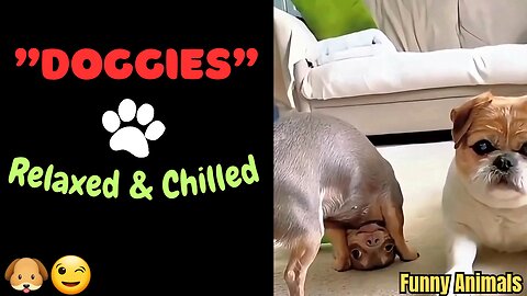 "Doggies: Relaxed and Chilled"