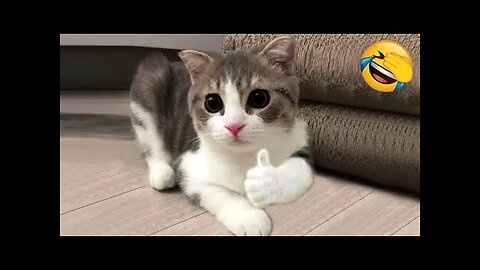 Funniest Cats and Dogs 🐶🐱 | Funny Animal Videos