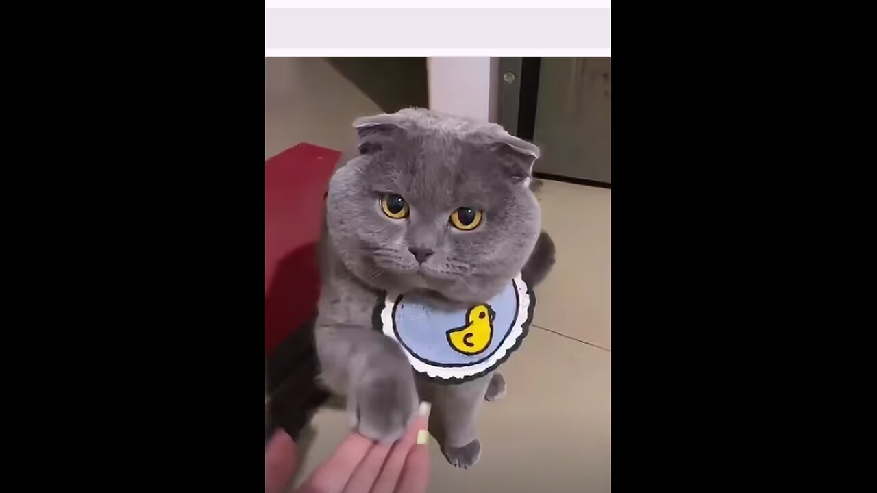 Naughty...#cat #pet #petcats #cutecat