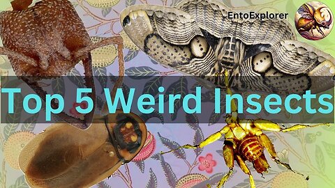 Top 5 Bizarre Insects You Haven't Heard Of