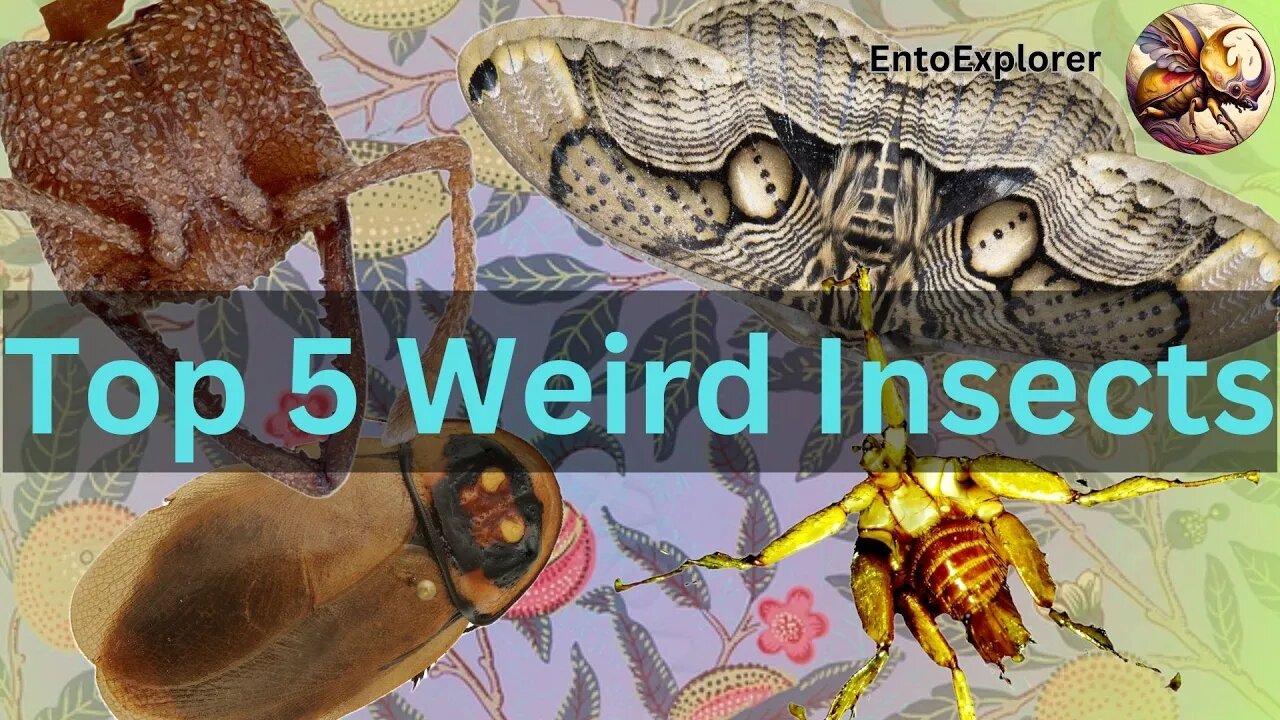 Top 5 Bizarre Insects You Haven't Heard Of