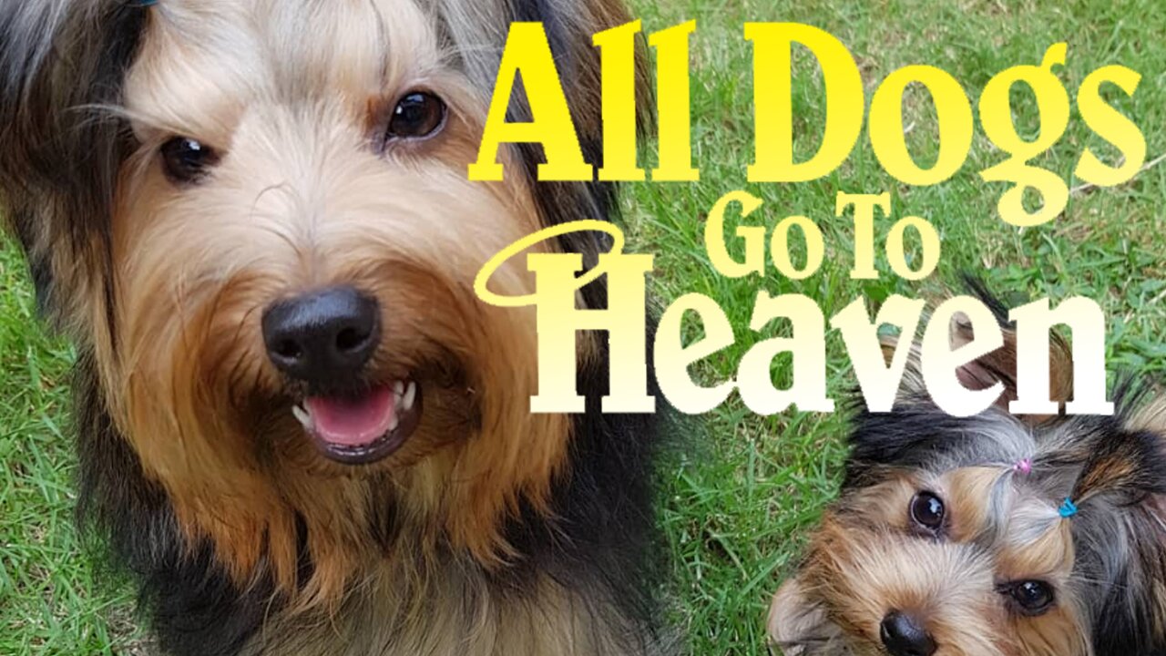 RIP Princess Fufu 2019-2024 - Bryan Flowers Refuses Help as Dog Dies