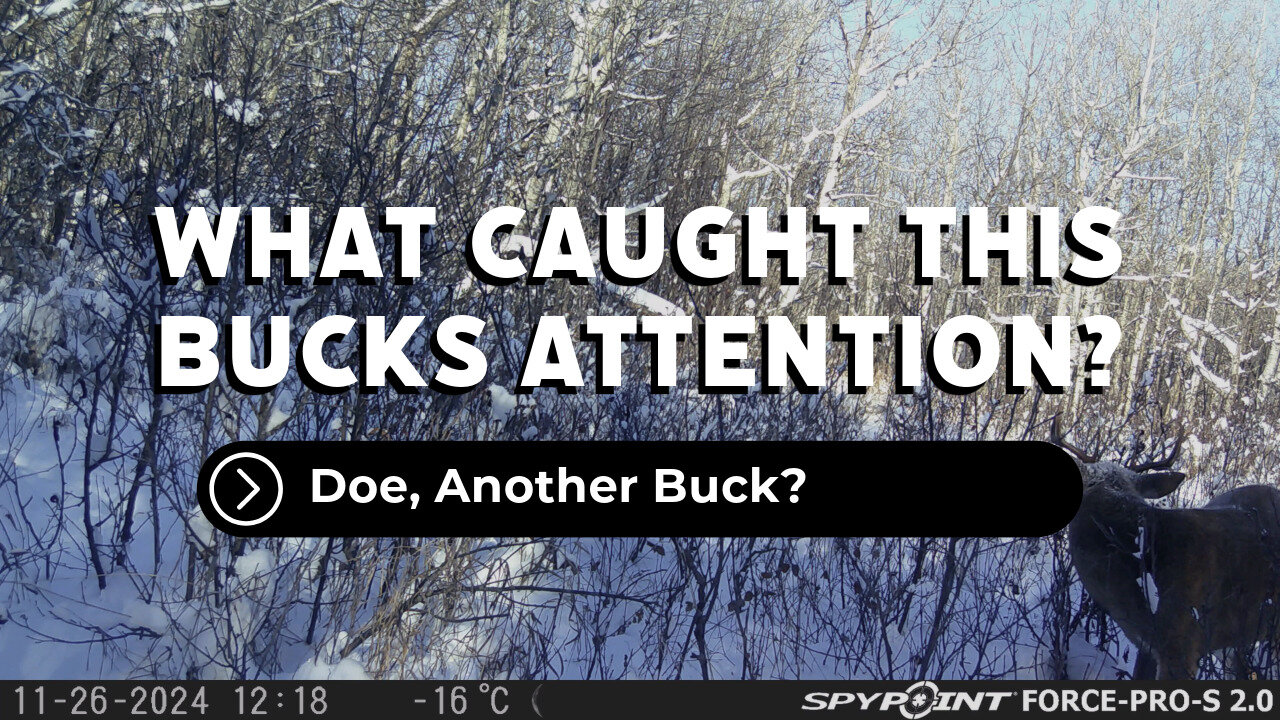 What Caught This Bucks Attention?