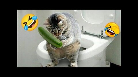 🤣😂“Laugh Out Loud: Funniest Cats & Dogs🐕 Compilation 2025!”😂