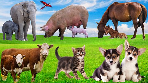 Cute Animal Sounds Compilation 🐄🐈🐓🐶🐑🐎 | Real Animal Voices for Kids and Animal Lovers
