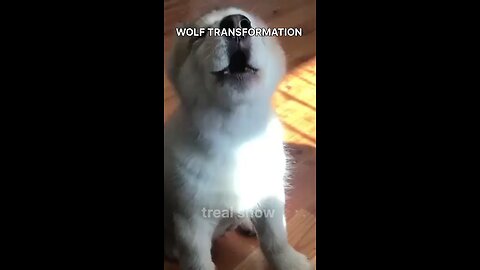 WOLF TRANSFORMATION