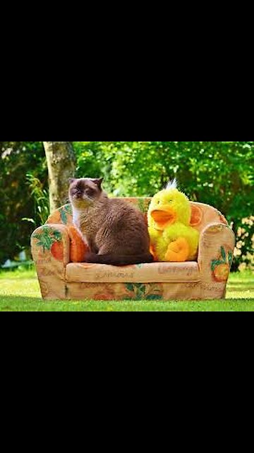 A dog, a cat, and a hamster who gets the la ...