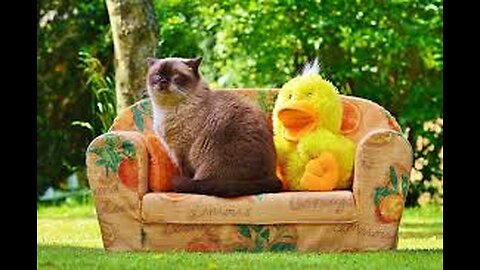 A dog, a cat, and a hamster who gets the la ...