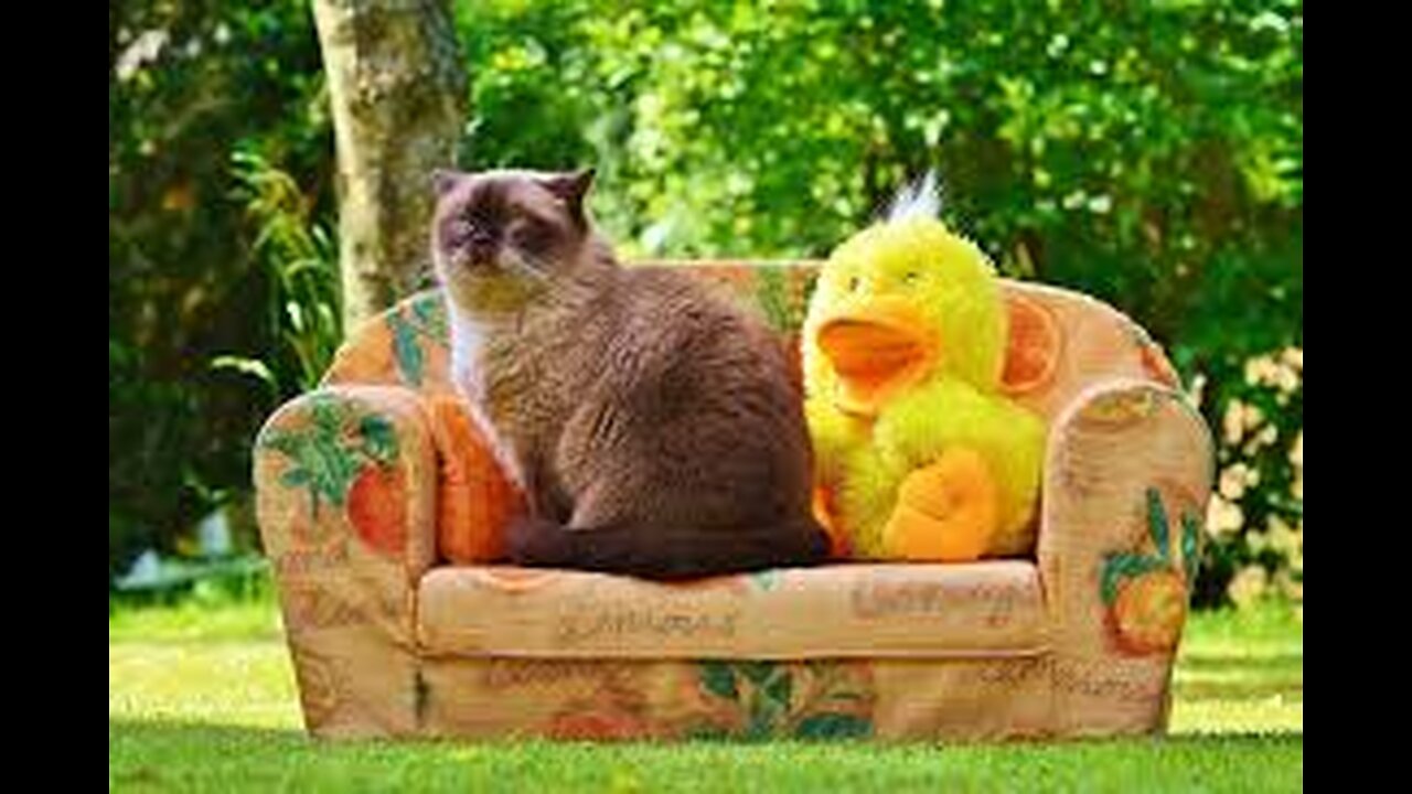 A dog, a cat, and a hamster who gets the la ...