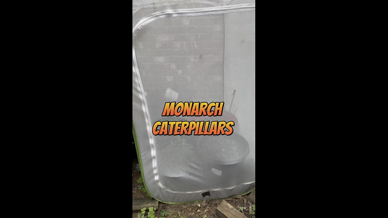 Monarch Caterpillars