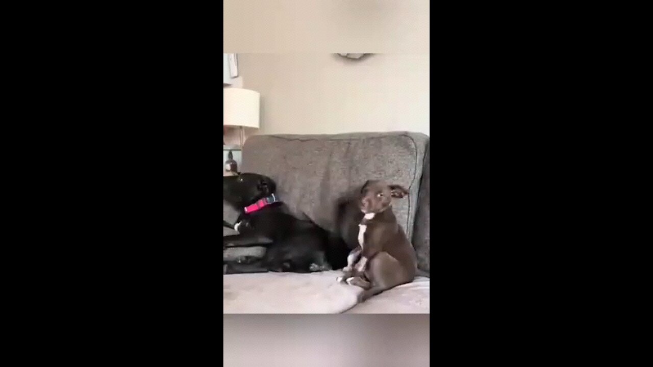 Funny Animals PT 08