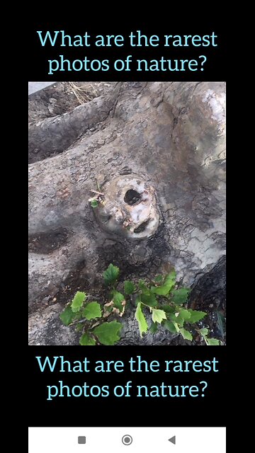 What are the rarest photos of nature?