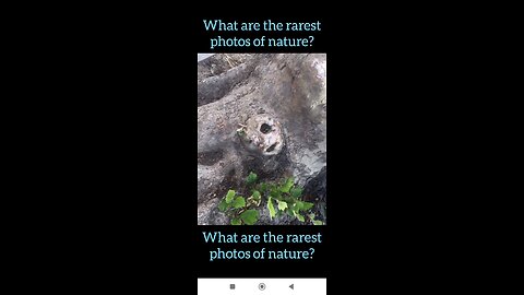 What are the rarest photos of nature?