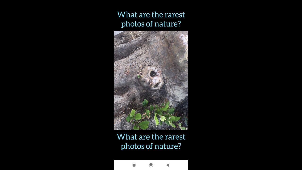 What are the rarest photos of nature?
