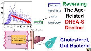Reversing The Age-Related DHEA-S Decline: Cholesterol, Gut Bacteria