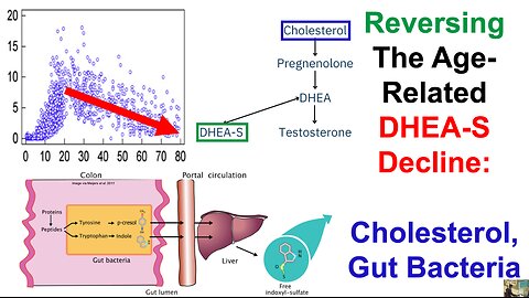 Reversing The Age-Related DHEA-S Decline: Cholesterol, Gut Bacteria