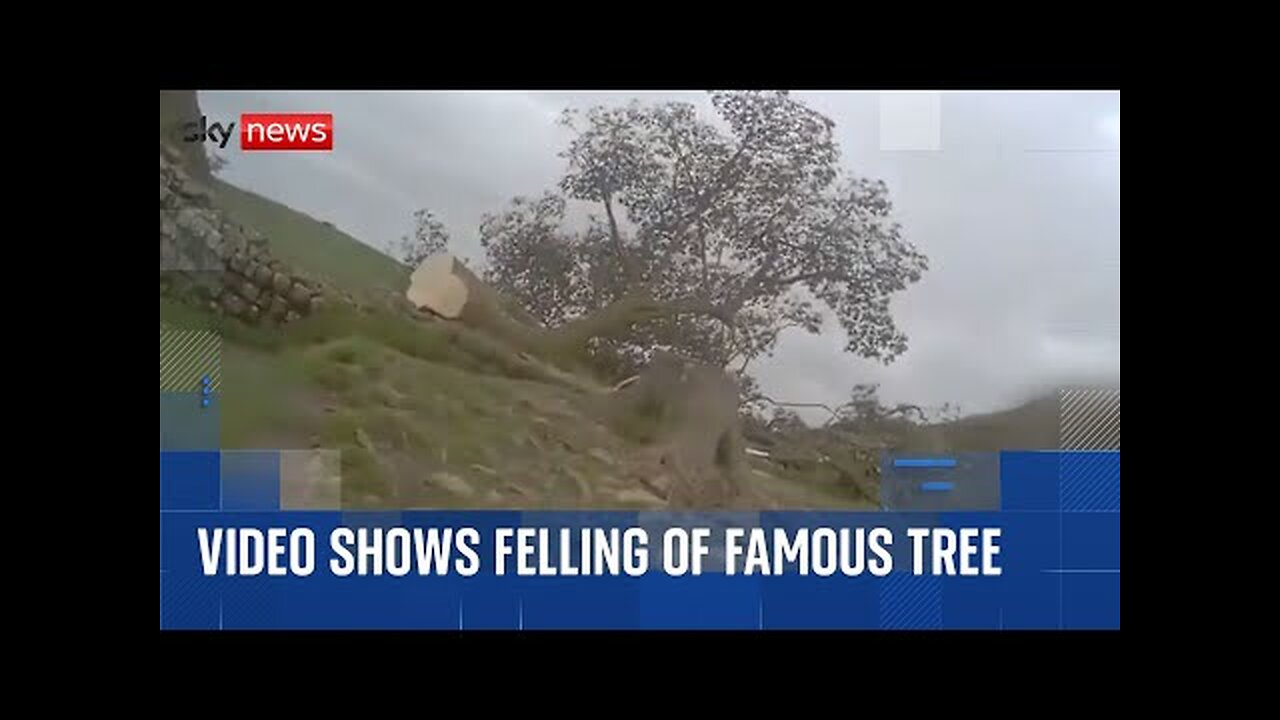 Moment historic Sycamore Gap tree allegedly cut down