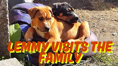 Puppy Lemmy Visits His Doggy Family