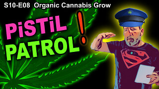 S10 E08 – Week 1 of Flower – Pistil Patrol- Shiskaberry, Chemy Lemmy, Afghan Kosher
