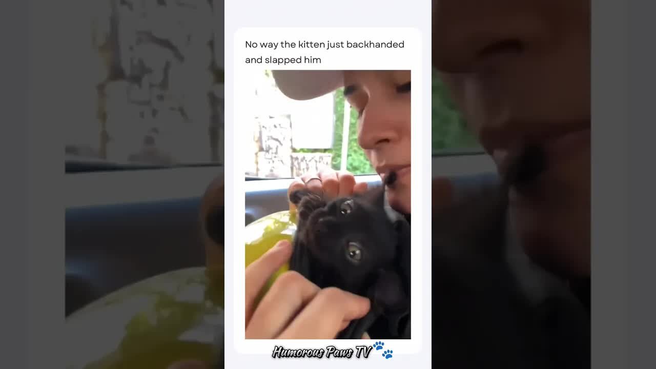 Funny animals 2024😂- Funniest Cats and Dogs Video😹🐶