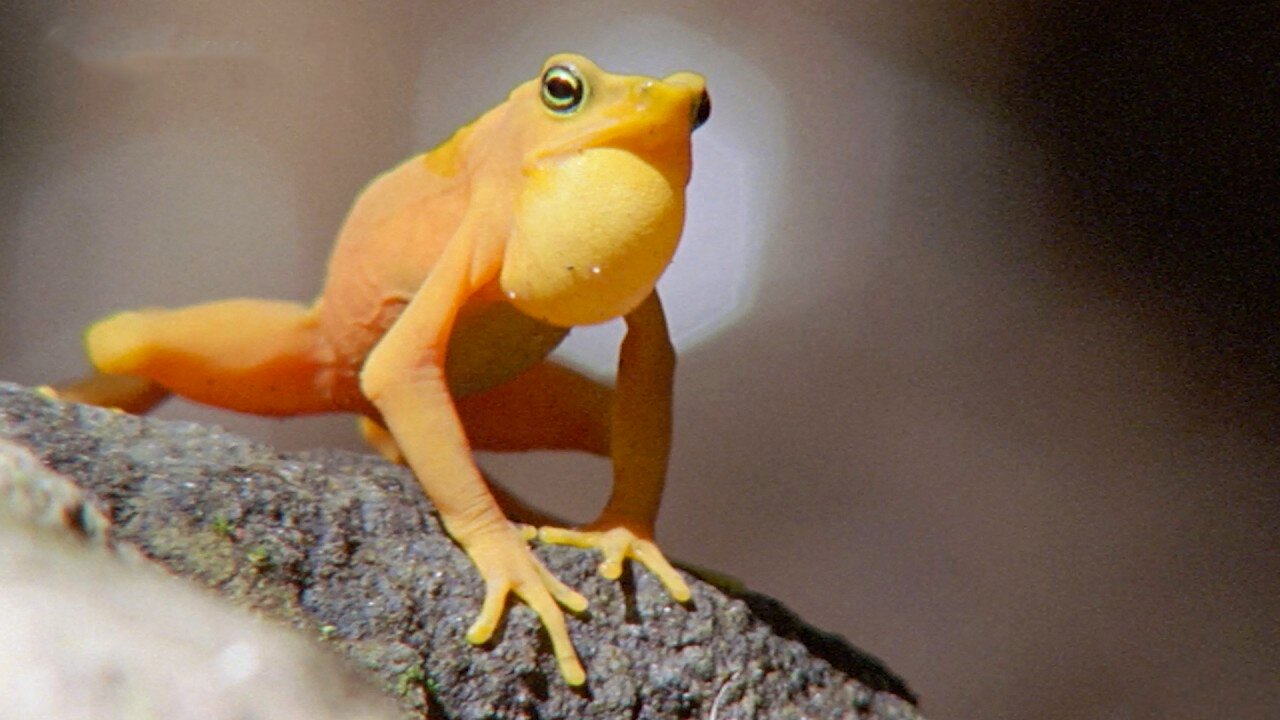 Golden Frogs Battle for Territory and Love
