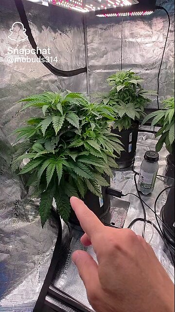 Follow and like 4 more . .