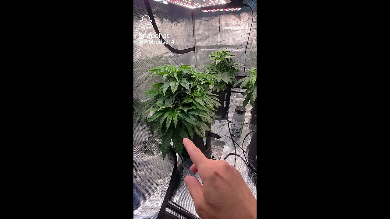 Follow and like 4 more . .