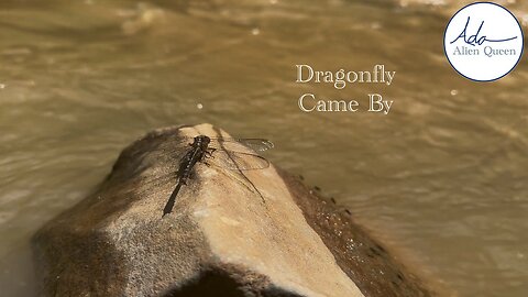 Ada Alien Queen • Ada Walks • Take # 00023 • Dragonfly Came By