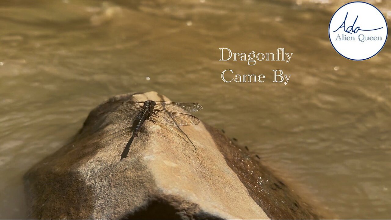 Ada Alien Queen • Ada Walks • Take # 00023 • Dragonfly Came By