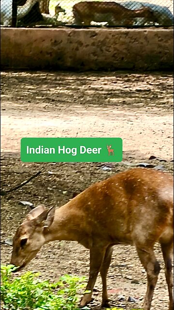 A shy yet stunning gem of India’s wildlife. #IndianHogDeer #WildlifeIndia