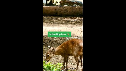 A shy yet stunning gem of India’s wildlife. #IndianHogDeer #WildlifeIndia