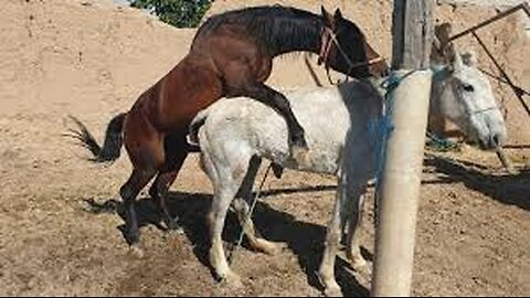 First time Horse meeting 😰