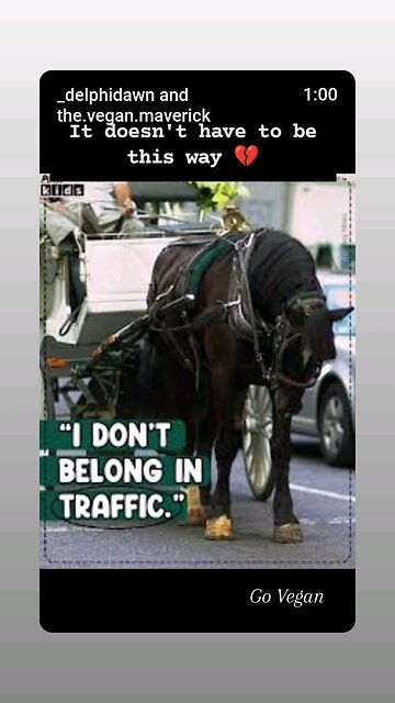 Animal Transport -Torture hidden in plain sight.