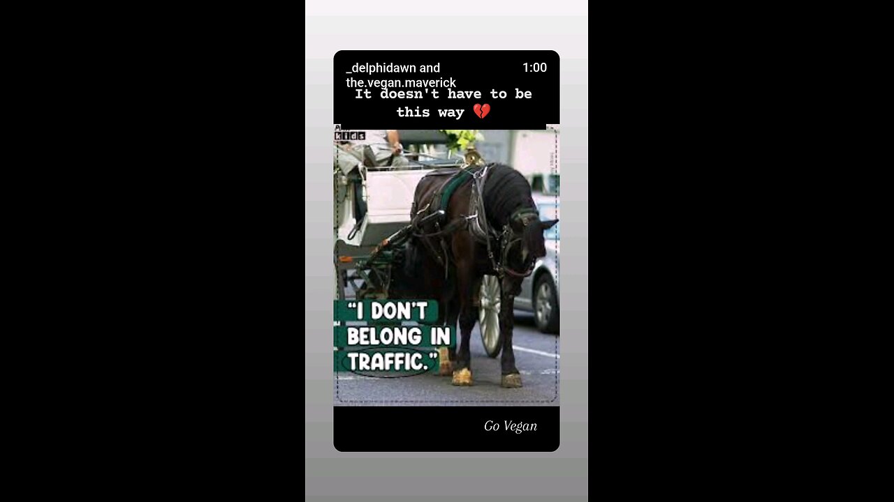 Animal Transport -Torture hidden in plain sight.