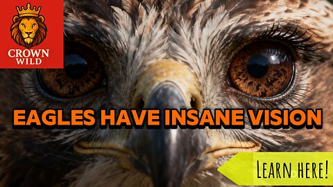 Why Eagle Eyes Are So Powerful (They See What Humans Can’t)