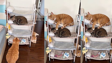 Fat Tiger: Today I will show you how to get on the bed smoothly