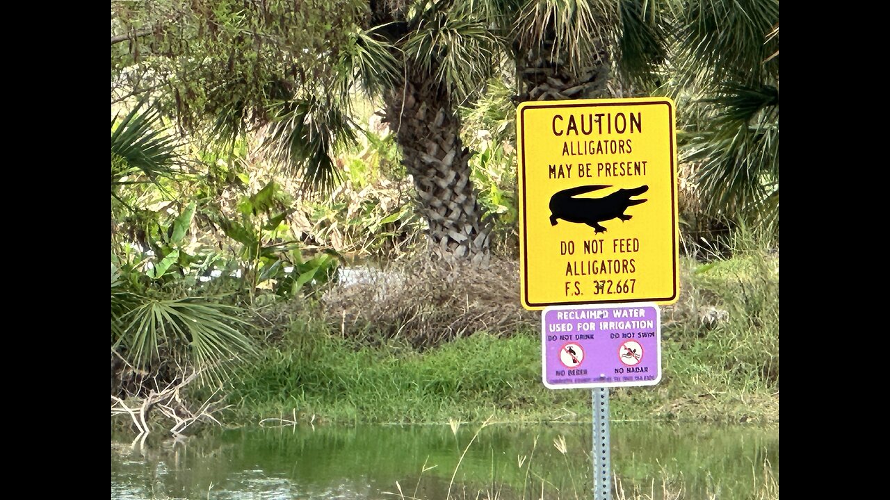 MAGA Vice 🐊 Alcatraz