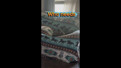 This 2nd amendment supporting cat is doing his part.