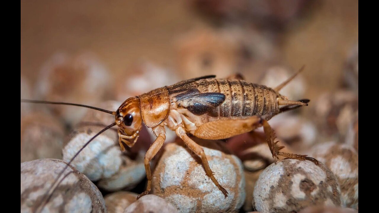 More human vs Roaches and Robots,