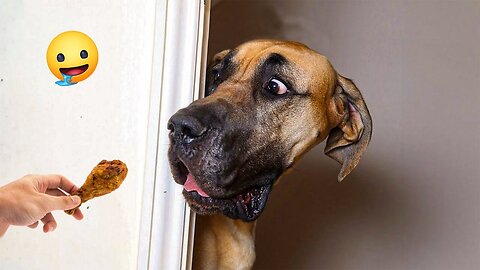2025’s Funniest Dogs & Cats 😂 You Won’t Stop Laughing! | You Laugh You lose 😍😸😹 #Ep80