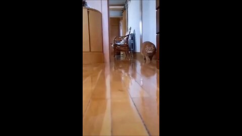 curious cat
