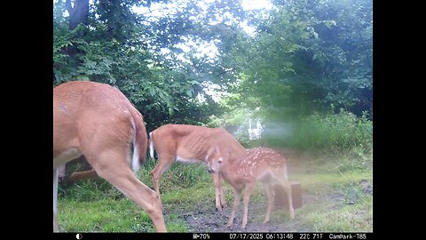 Deer Cam 07-17-2025 Fawns Playing Game Cam Trail Cam